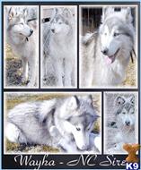 wolf dog puppy posted by Wolf Husky Pups